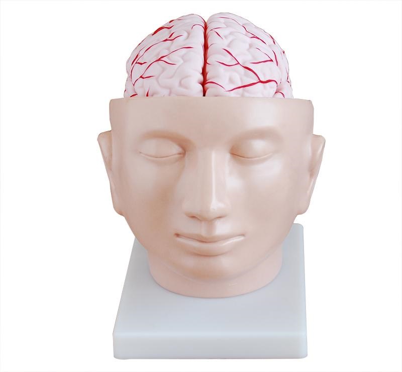 MÔ HÌNH GIẢI PHẪU ĐẦU VÀ NÃO