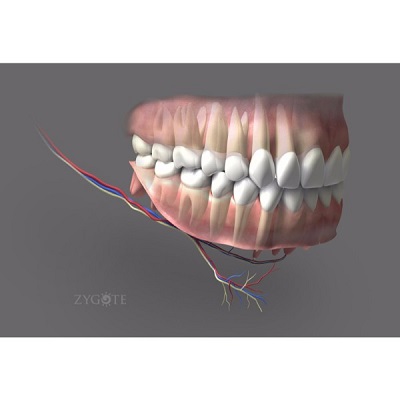MÔ HÌNH GIẢI PHẪU CƠ THỂ NGƯỜI NAM 3D