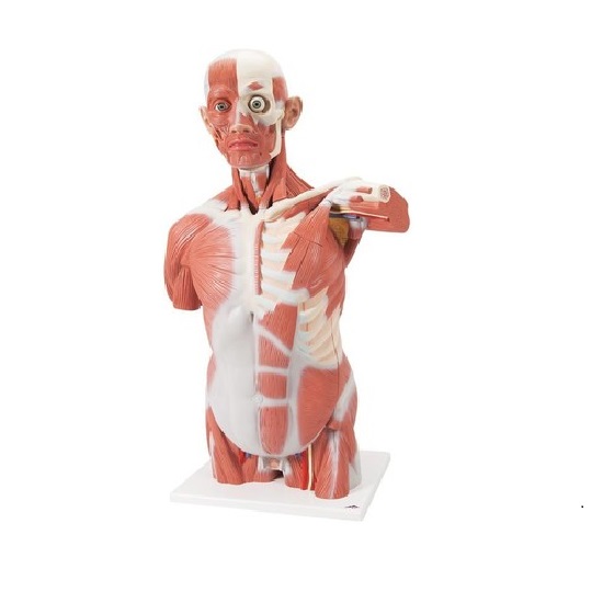 MÔ HÌNH HỆ CƠ BÁN THÂN CÓ ĐẦU