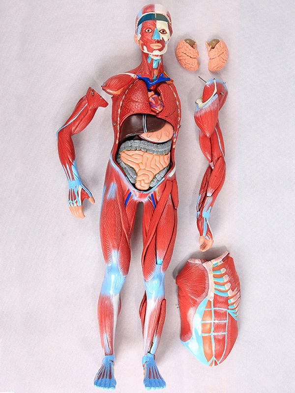Mô hình giải phẫu cơ và nội tạng người sẽ giúp bạn tìm hiểu sâu hơn về cơ thể con người. Với những mô hình chính xác và tỉ mỉ, bạn sẽ có khả năng nhìn thấy và hiểu về các bộ phận quan trọng của cơ thể.