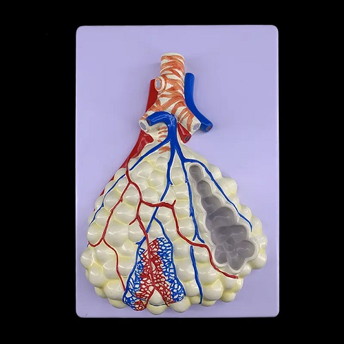 MÔ HÌNH HỆ HÔ HẤP SMM167