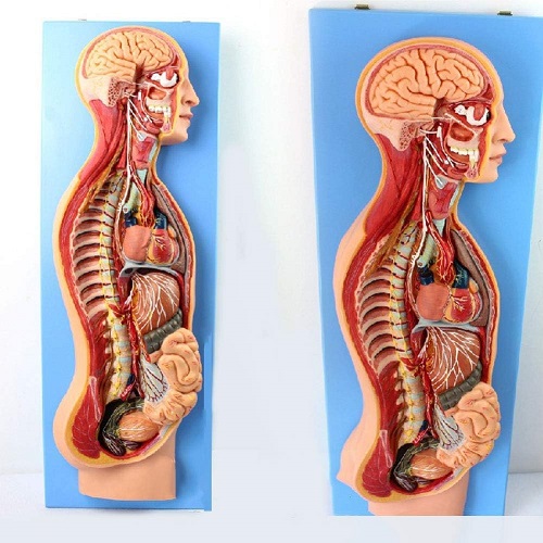 MÔ HÌNH HỆ THẦN KINH TRÊN CƠ THỂ NGƯỜI CÓ NỘI TẠNG
