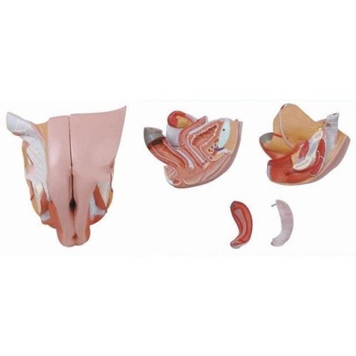 Mô hình hệ thống sinh dục nữ, mô hình giải phẫu tầng sinh môn nữ 4 mảnh có thể tháo rời, cơ quan sinh sản bên trong và bên ngoài của phụ nữ, mô hình giải phẫu cơ quan vùng chậu