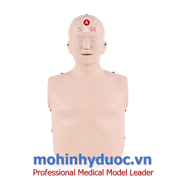 MÔ HÌNH ĐÀO TẠO HỒI SINH TIM PHỔI CPR NURUGO HÀN QUỐC