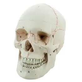 MÔ HÌNH HỘP SỌ 3 PHẦN HH-104