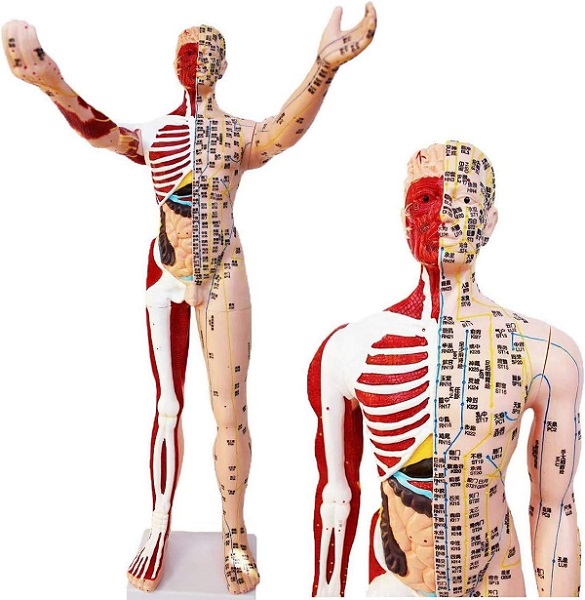 MÔ HÌNH HUYỆT VỊ 85CM KÈM GIẢI PHẪU NỘI TẠNG