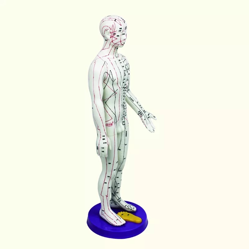 MÔ HÌNH HUYỆT VỊ NAM, NỮ 50CM