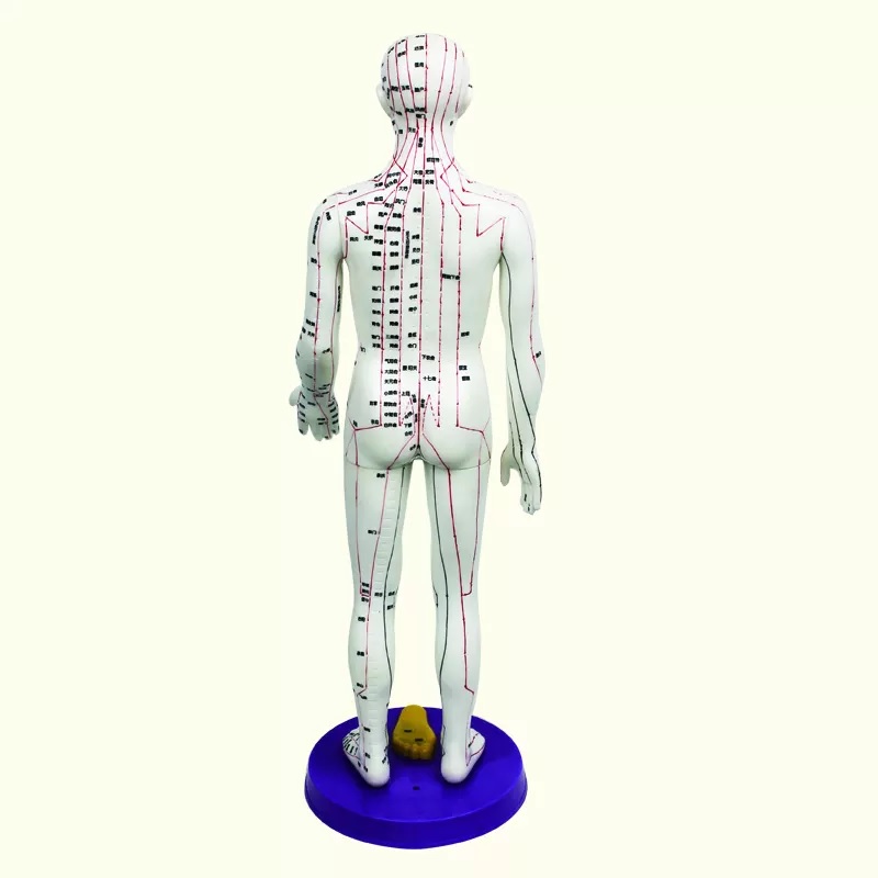 MÔ HÌNH HUYỆT VỊ NAM, NỮ 50CM