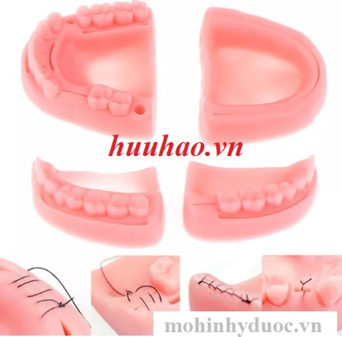 MÔ HÌNH THỰC TẬP KHÂU NƯỚU LỢI NHA KHOA
