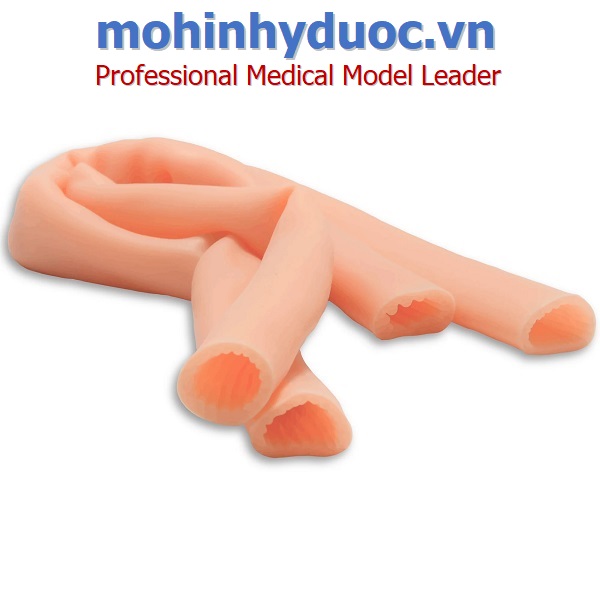MÔ HÌNH KHÂU RUỘT NON