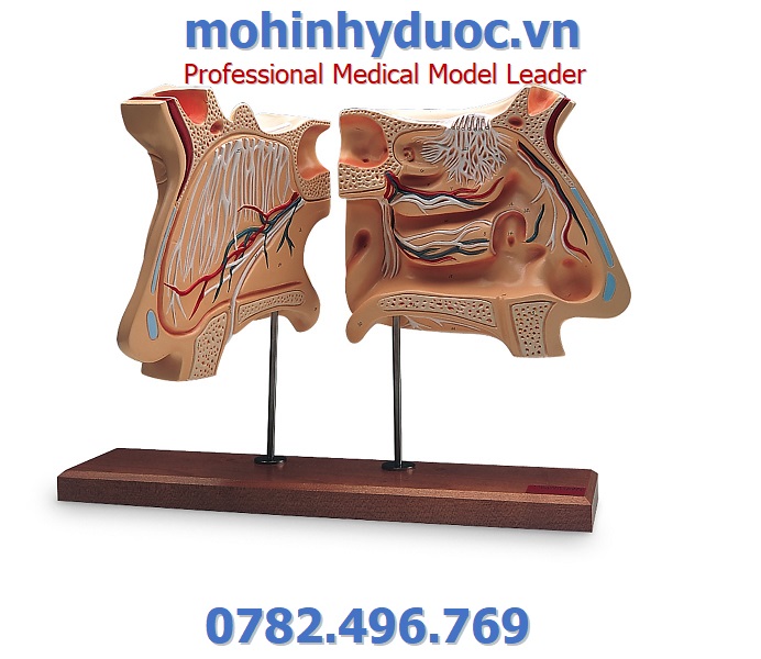 MÔ HÌNH KHOANG MŨI, MẠCH MÁU – 1005531 – 3B SCIENTIFIC