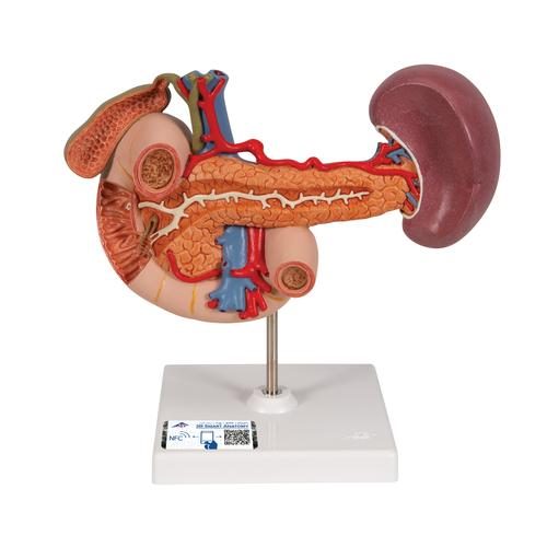 MÔ HÌNH KHỐI TÁ TỤY – 1000309 – 3B SCIENTIFIC