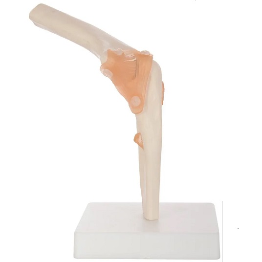 MÔ HÌNH KHỚP KHUỶU TAY KÍCH THƯỚC THẬT
