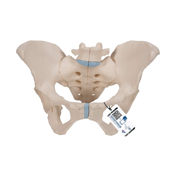 Mô Hình Khung Chậu Nữ – 1000285 – 3B Scientific