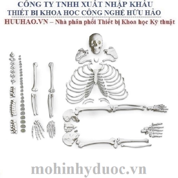 MÔ HÌNH BỘ XƯƠNG THÁO RỜI NASCO