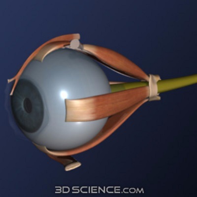 MÔ HÌNH GIẢI PHẪU CƠ THỂ NGƯỜI NAM 3D