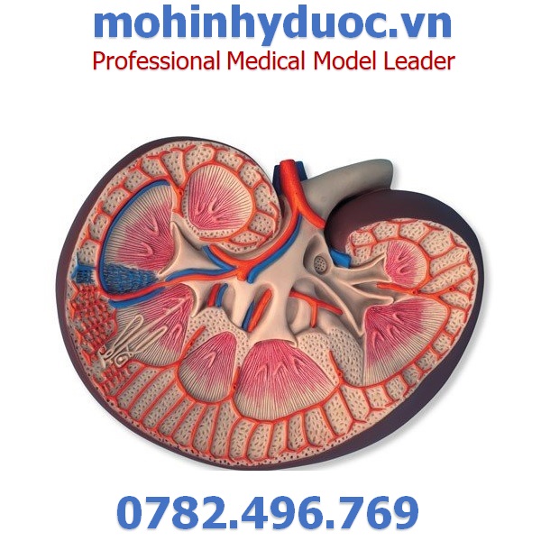 MÔ HÌNH MẶT CẮT CỦA THẬN – 1000295 – 3B SCIENTIFIC