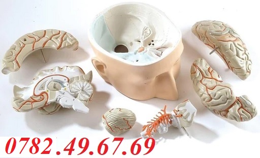 MÔ HÌNH GIẢI PHẪU ĐẦU VÀ NÃO 7 PHẦN 3B SCIENTIFIC