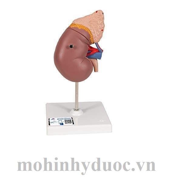 Mô Hình Thận Và Tuyến Thượng Thận – 1014211 – 3B Scientific