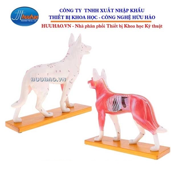 MÔ HÌNH THỰC HÀNH CHÂM CỨU CHÓ 