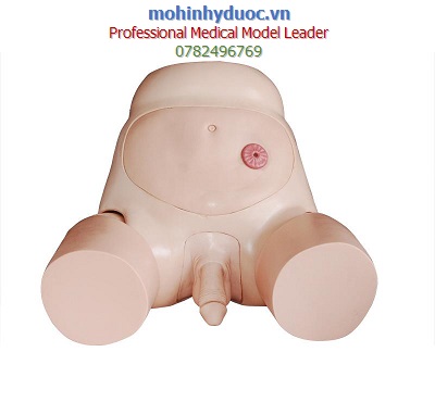 MÔ HÌNH THỰC HÀNH ĐẶT ỐNG THÔNG NIỆU ĐẠO (THÔNG TIỂU) TIÊN TIẾN CHO NAM VÀ NỮ