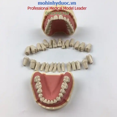 MÔ HÌNH THỰC HÀNH KHÁM RĂNG - NHA KHOA