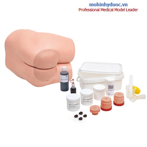MÔ HÌNH THỤT THÁO - 1022519 - 3B SCIENTIFIC - ĐỨC