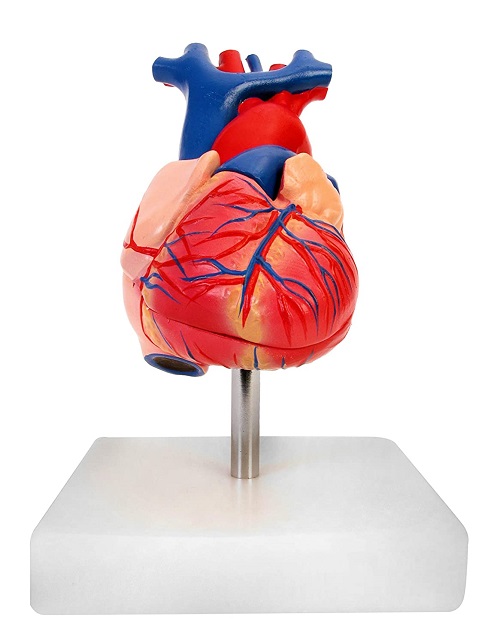 Mô hình trái tim con người có kích thước thật trên đế, bằng nhựa, 6 x 5 x 6 inch MHT322