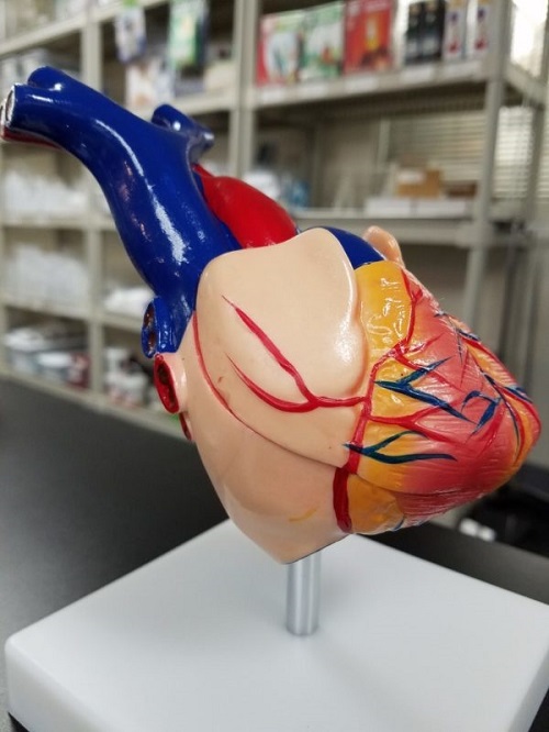 Mô hình trái tim con người có kích thước thật trên đế, bằng nhựa, 6 x 5 x 6 inch MHT322