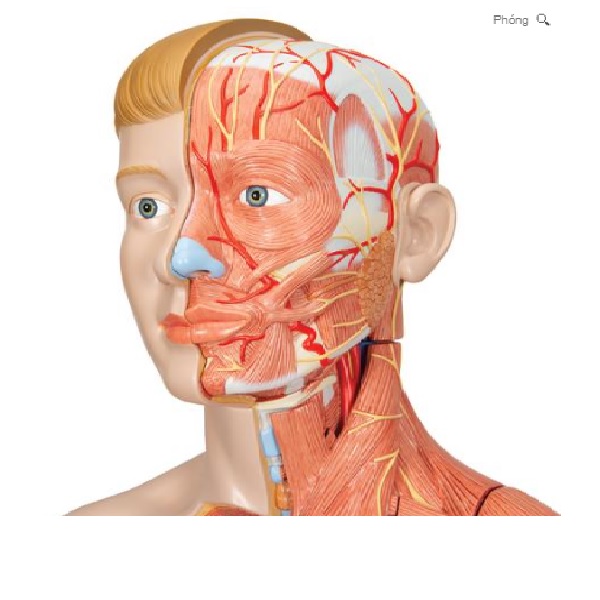 Mô Hình Cơ Thể Người Kich Thước Thật 39 Phần – 1000209 – 3B Scientific