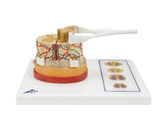 Mô Hình Tủy, Màng Tủy – 1000238 – 3B Scientific
