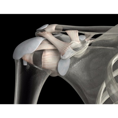 MÔ HÌNH GIẢI PHẪU CƠ THỂ NGƯỜI NAM 3D
