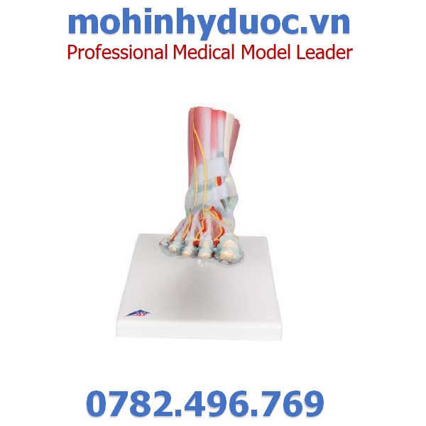 MÔ HÌNH XƯƠNG BÀN CHÂN – 1019421 – 3B SCIENTIFIC