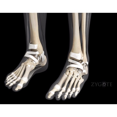 MÔ HÌNH GIẢI PHẪU CƠ THỂ NGƯỜI NAM 3D