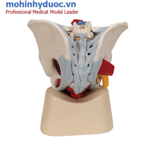 MÔ HÌNH XƯƠNG CHẬU NAM VỚI DÂY CHẰNG, MẠCH MÁU, DÂY THẦN KINH VÀ CÁC CƠ QUAN
