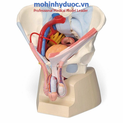 MÔ HÌNH XƯƠNG CHẬU NAM VỚI DÂY CHẰNG, MẠCH MÁU, DÂY THẦN KINH VÀ CÁC CƠ QUAN