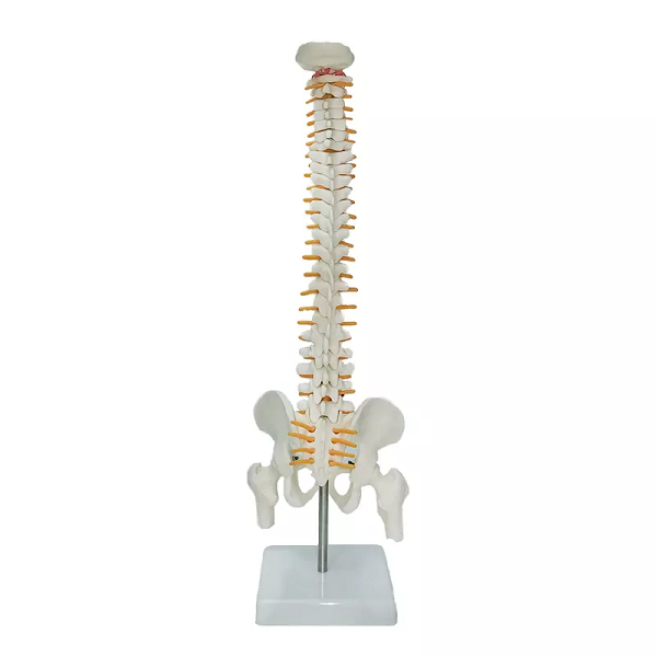 Mô hình xương cột sống 45cm - Tỷ lệ 1:2