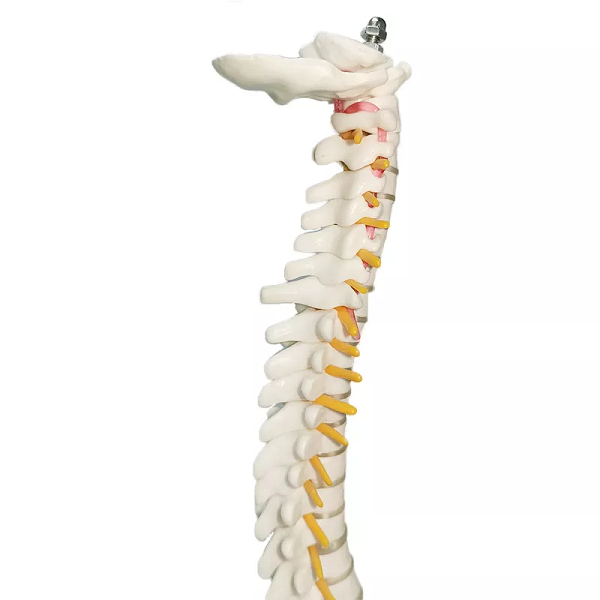Mô hình xương cột sống 85cm - tỷ lệ 1:1