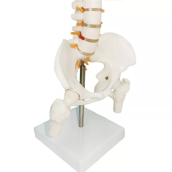 Mô hình xương cột sống 85cm - tỷ lệ 1:1