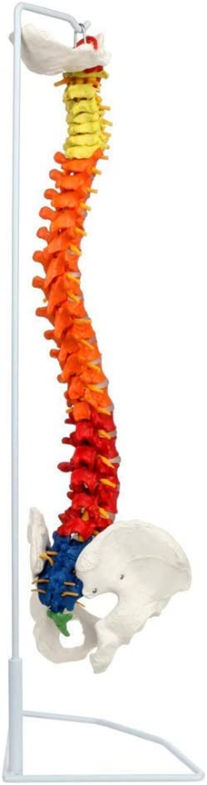 Mô hình các phân đoạn cột sống 80cm