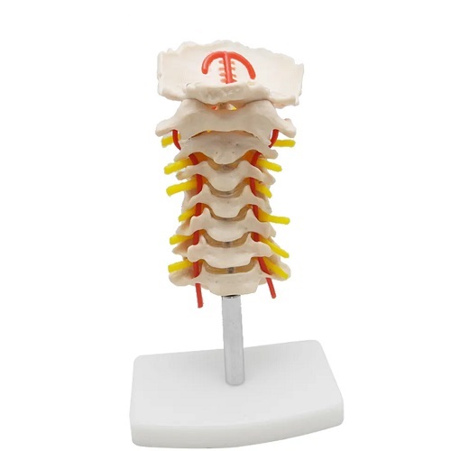 MÔ HÌNH XƯƠNG CỘT SỐNG CỔ CÓ ĐỘNG MẠCH