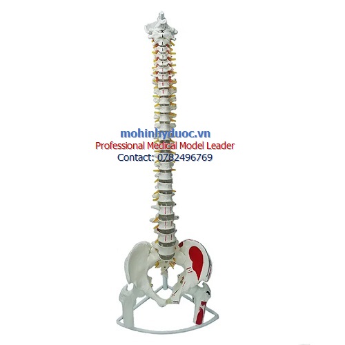MÔ HÌNH XƯƠNG CỘT SỐNG VÀ KHUNG CHẬU 83CM