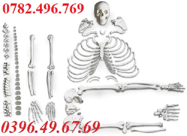MÔ HÌNH BỘ XƯƠNG THÁO RỜI NASCO