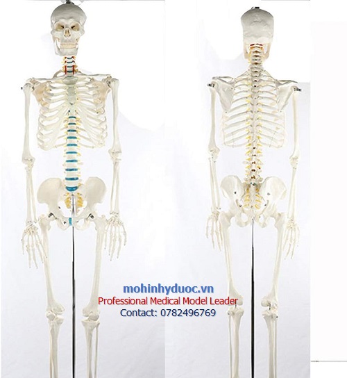 MÔ HÌNH XƯƠNG NGƯỜI KÈM RỄ THẦN KINH 170CM