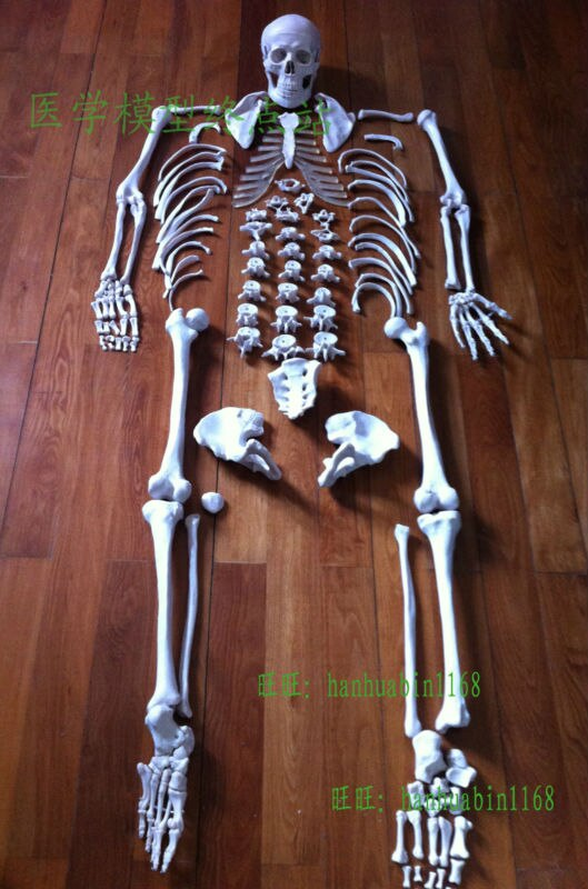 MÔ HÌNH BỘ XƯƠNG NGƯỜI TÁCH RỜI -TỶ LỆ 1:1