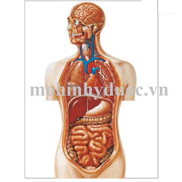 Tranh Giải Phẫu Bán Thân Nội Tạng – 1001159 – 3B Scientific