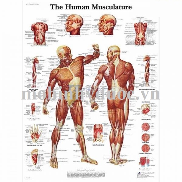 Tranh Giải Phẫu Hệ Cơ Toàn Thân Mặt Trước, Mặt Sau – 1001470 – 3B Scientific