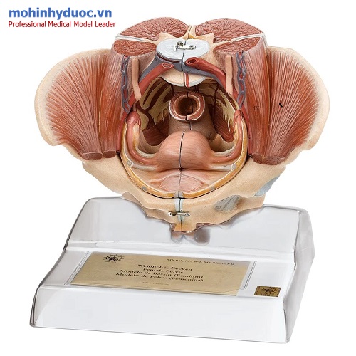 Mô hình xương chậu nữ với các cơ quan và cơ bắp SOMSO