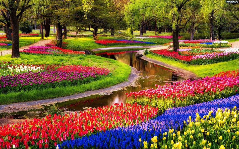 LỄ HỘI SẮC XUÂN KEUKENHOF – SẮC XUÂN CHÂU ÂU