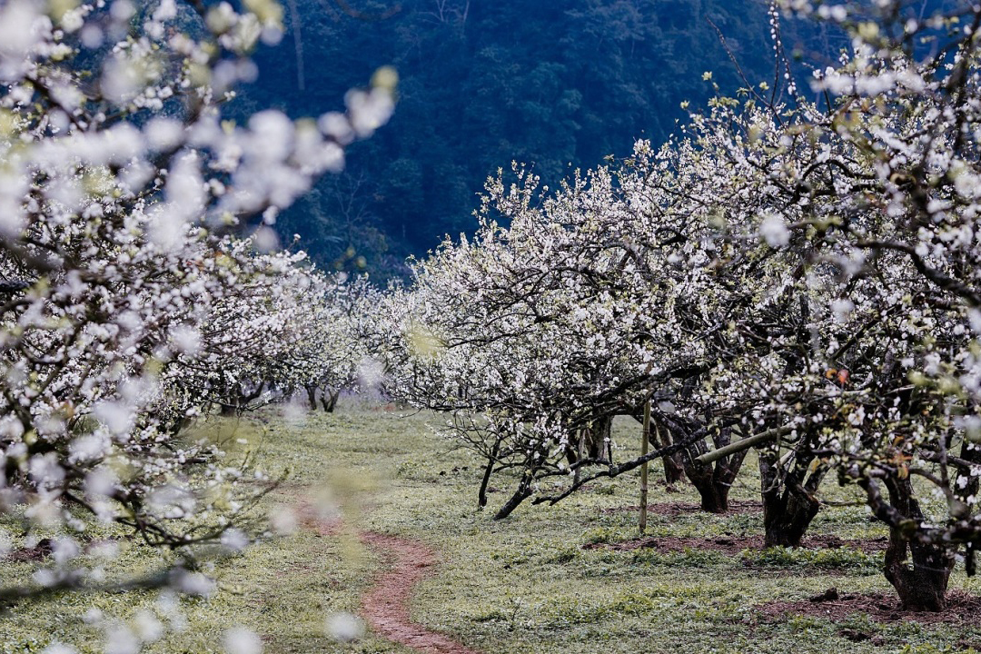 SÂN BAY NỘI BÀI – THỦY ĐIỆN HÒA BÌNH – CAO NGUYÊN MỘC CHÂU – SƠN LA – ĐIỆN BIÊN PHỦ - BẢN LÁC, MAI CHÂU